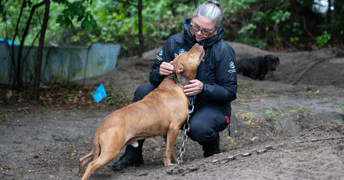 Rescued at last: 34 dogs from suspected dogfighting operation